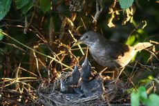 Amsel-6-Tag-4.jpg